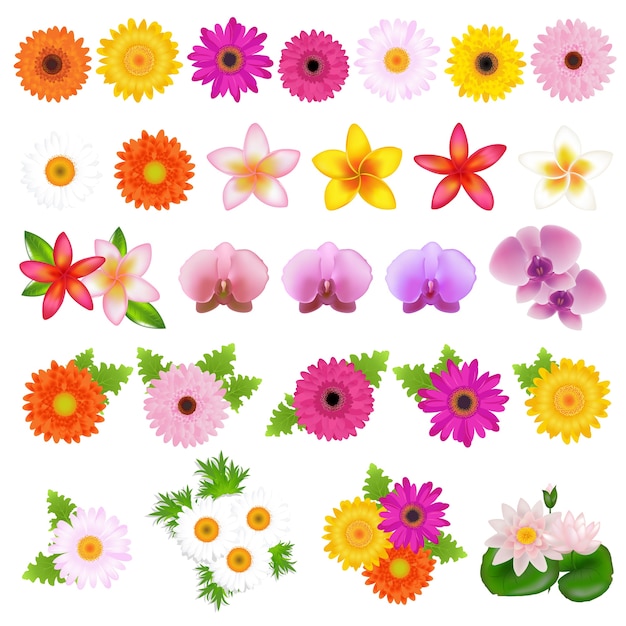 Collection beautiful flowers,  on white background,  illustration