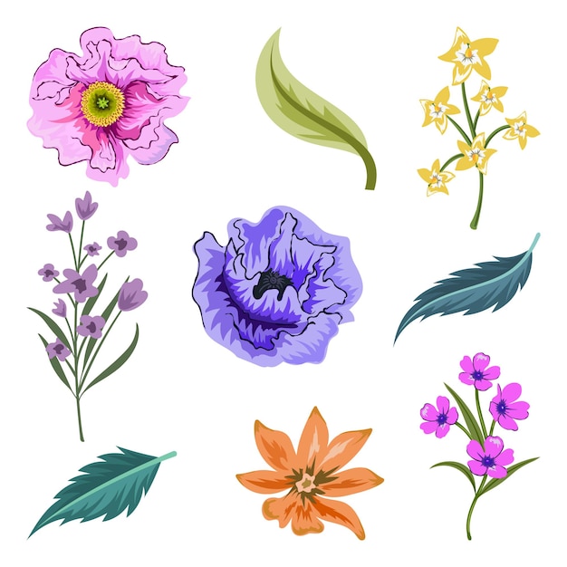 Collection of beautiful herbs and wild flowers and leaves isolated.