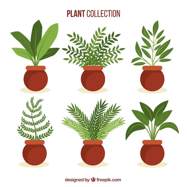 Collection of beautiful plants