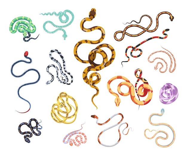 Collezione di bellissimi serpenti di vario tipo, dimensione, modello della pelle e colore isolati su sfondo bianco. fascio di splendidi rettili selvatici esotici senza gambe. illustrazione vettoriale colorato.