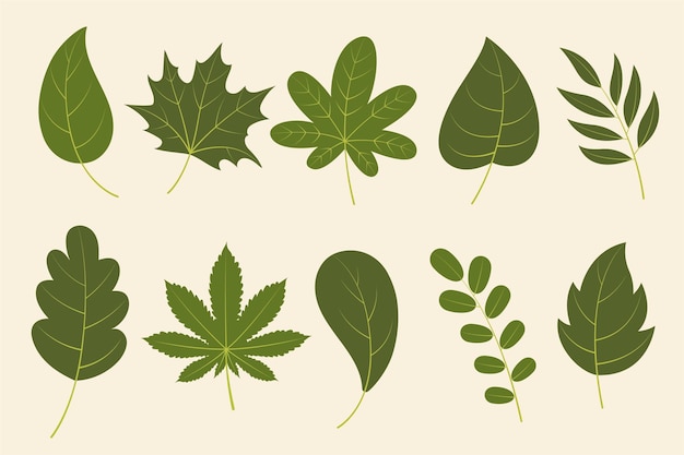 Vector collection of beautiful tropical leaves isolated on white background.