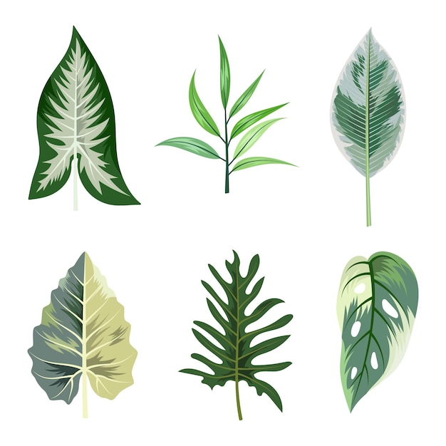 Vector collection of beautiful tropical leaves isolated on white