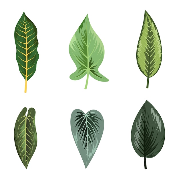 Collection of beautiful tropical leaves isolated on white