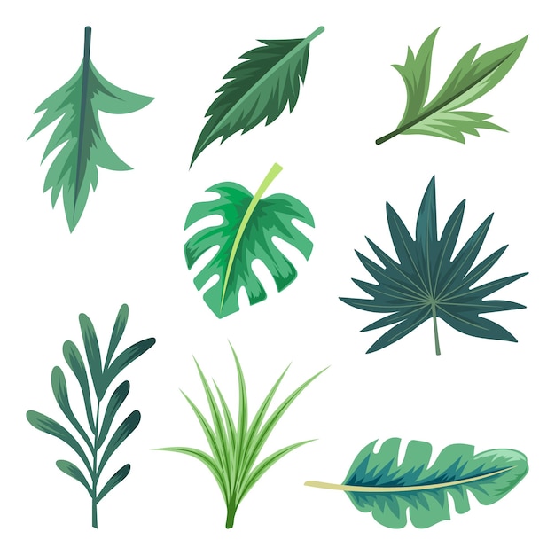 Collection of beautiful tropical leaves isolated  