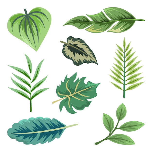 Raccolta di belle foglie tropicali isolate