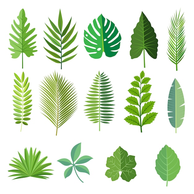 Collection of beautiful tropical leaves set.