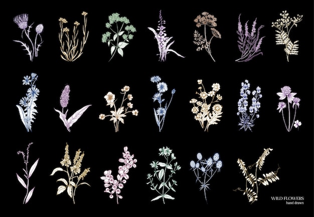 Vector collection of beautiful wild herbs isolated on black background