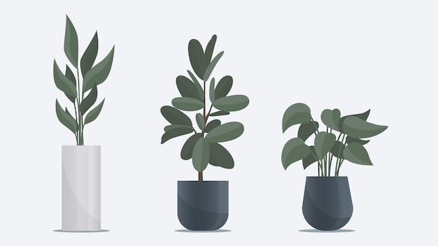 Collection of big flat plant in vase standing on floor Office and home decoration elements
