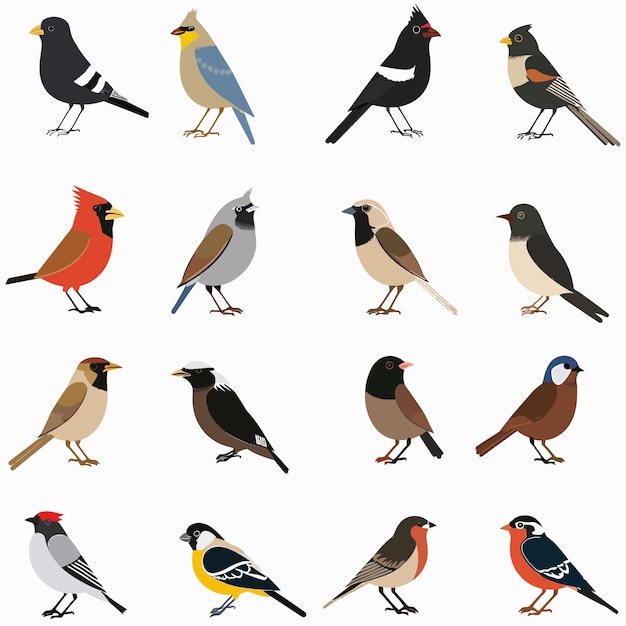 Vector a collection of birds including one with a blue and yellow face