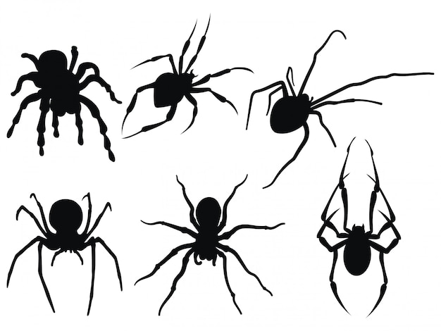 Vector collection of black and white spiders.