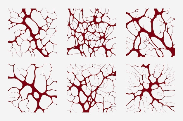 Vector collection of blood veins vector red blood vessels design