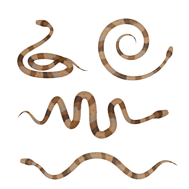 Коллекция коричневых ядовитых змей или изолированных питонов