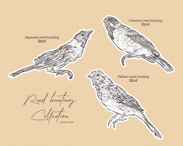 Collection of bunting birds, hand draw sketch