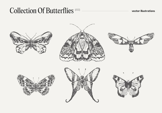 Vector collection of butterflies hand drawn vector illustration realistic drawing sketch