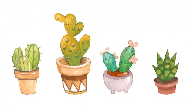 The collection of cactus in the plant pot on the white background