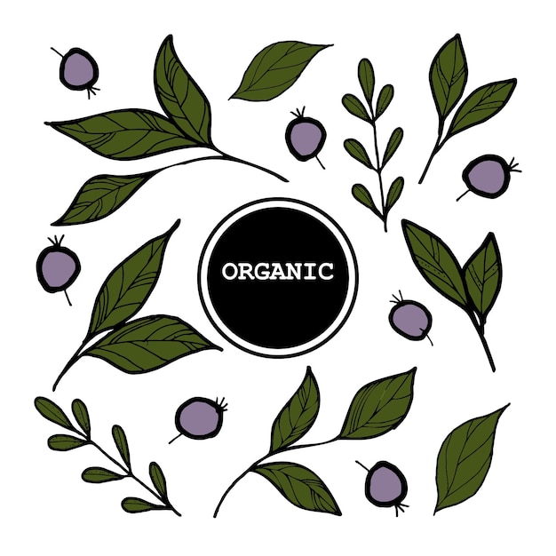 Collection of cartoon berries and leaves Vector illustration A set of icons Black outline Isolated Handdrawn in the doodle style Design elements