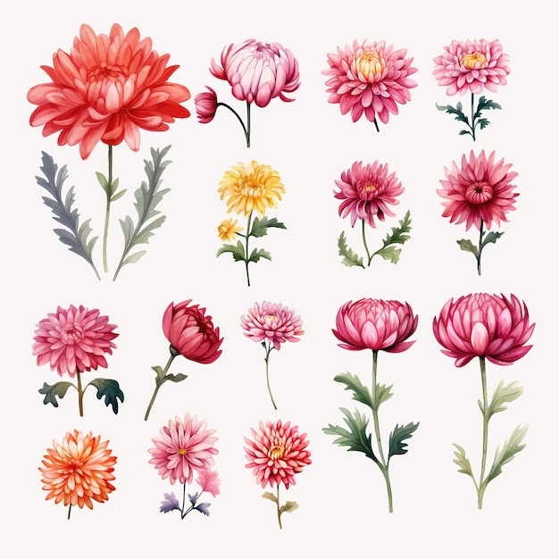 Vector collection of chrysanthemum flower watercolor clipart