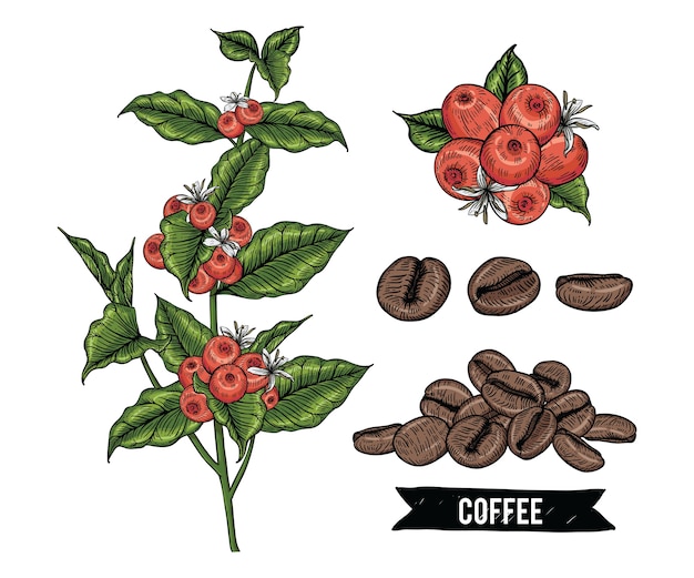 Vector collection of coffee with beans berries flowers