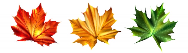 Collection of colorful autumn maple leaves