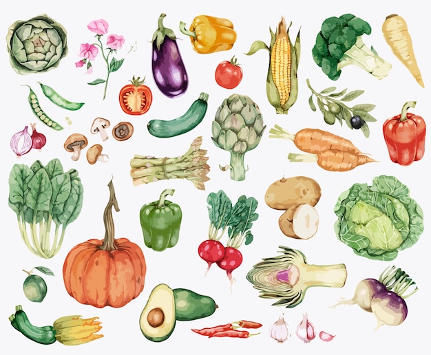 Vector collection of colorful vegetable illustration