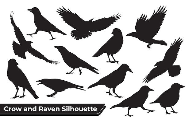 Collection of crow and raven silhouette in different poses