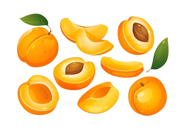 Collection of cut and whole apricot fruit