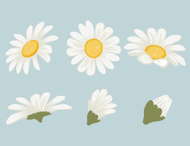 Vector collection of cute daisy in flat vector style.