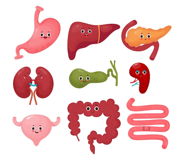 Collezione simpatici organi di cartoni animati umani tratto gastrointestinale organi di personaggi divertenti