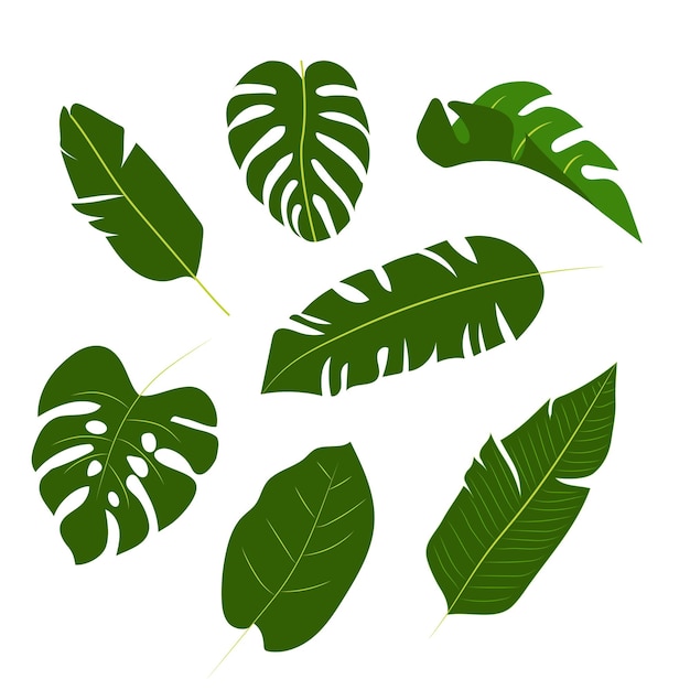 Collection of Dark Green Palm Monstera Plant Leaf Tropical Leaves Beautiful Tropical Leave Vector