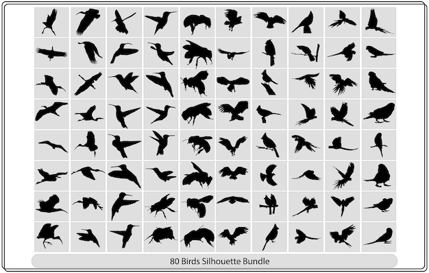 Vector collection of different birds silhouettes position.
