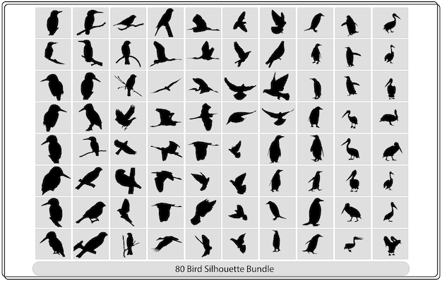 Collection of different birds silhouettes   position.