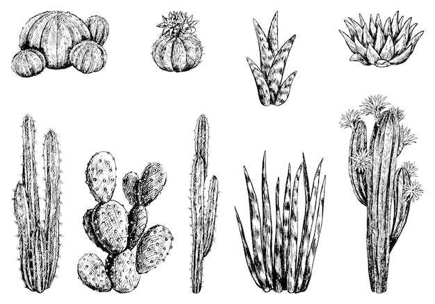 Raccolta di diversi cactus. insieme delle piante del deserto. illustrazione vettoriale disegnato a mano. schizzi botanici vintage isolati su bianco. elementi decorativi di incisione per il design.