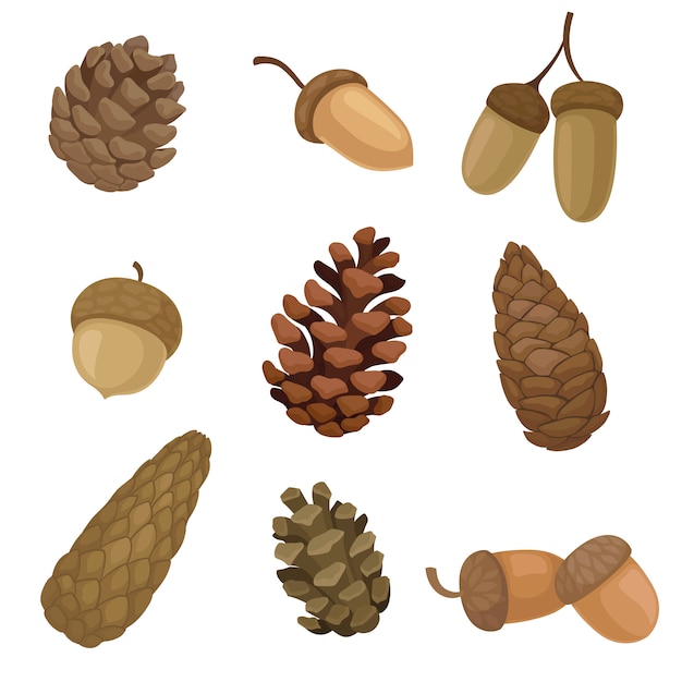 Vector collection of different images of acorns and fir cones.