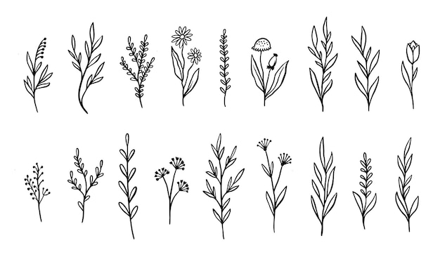 A collection of different types of flowers and plants.
