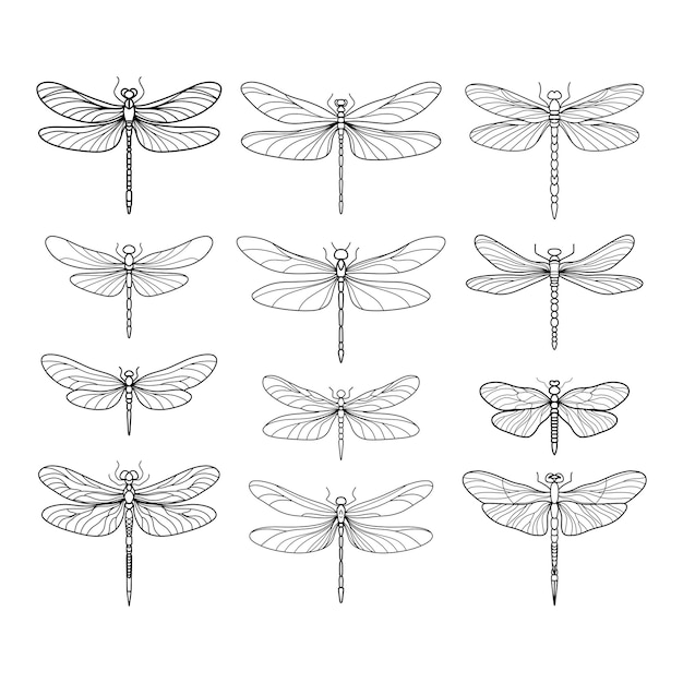 libellules의 컬렉션