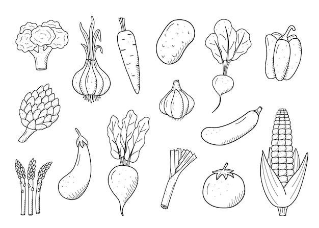 落書き風に野菜を描くコレクション トウモロコシ、ジャガイモ、ニンジン、大根、ビーツ、ニンニク、タマネギ、トマトなどの収穫のベクトルイラストのセット