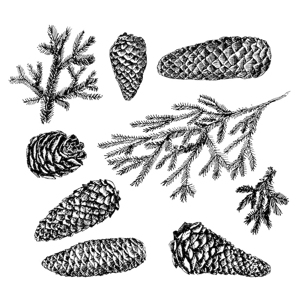 Collection of drawn fir cones