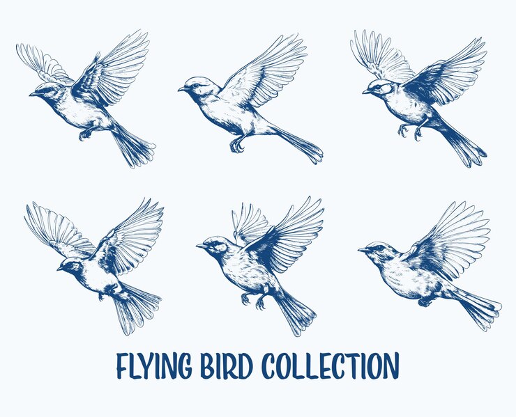 Vector collection of drawn flying birds