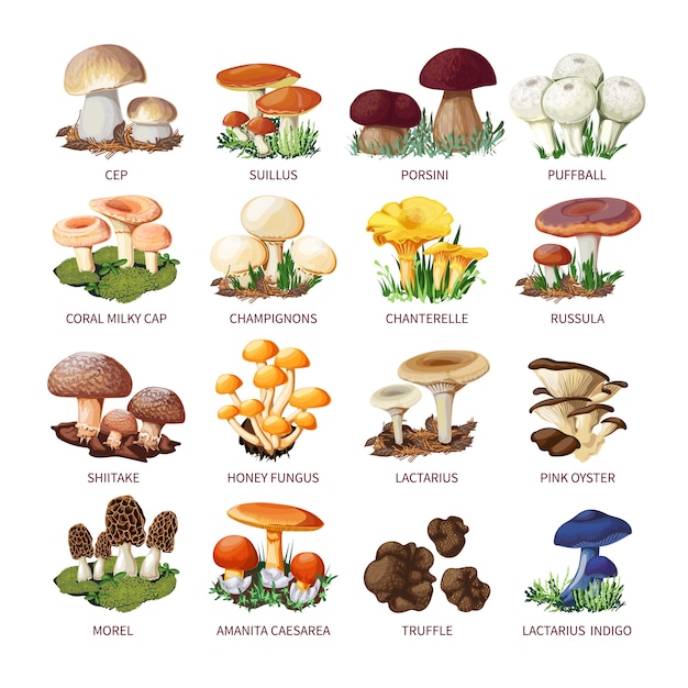 Vector collection of edible mushrooms and toadstools