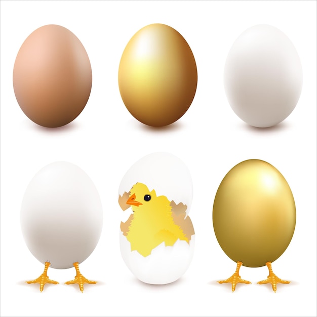 Vector collection of eggs, isolated on white background,  illustration.