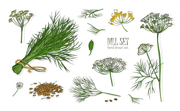 Vector collection of elegant drawings of dill plant with flowers, leaves and seeds isolated