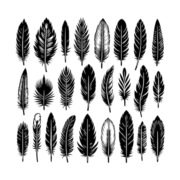 a collection of feathers and feathers from the collection