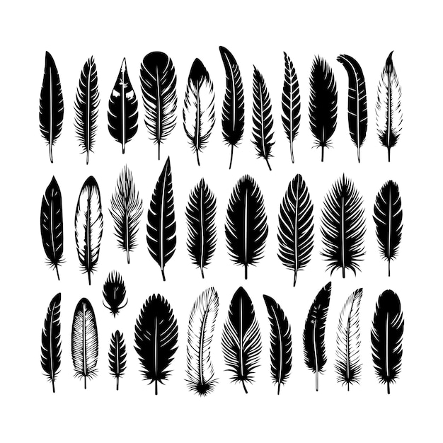 a collection of feathers and feathers with the words quot feather quot on the bottom