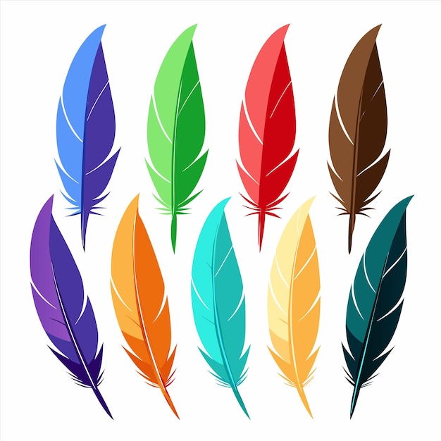 a collection of feathers from the collection of birds