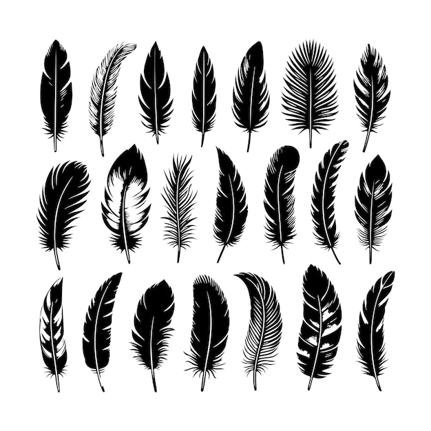a collection of feathers with a white background that says feather