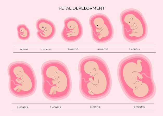 Vector collection of fetal development moments