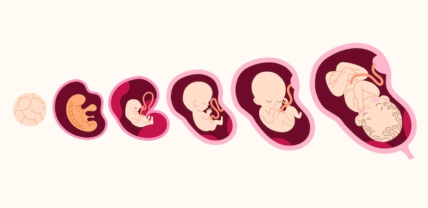 collection of fetal development moments
