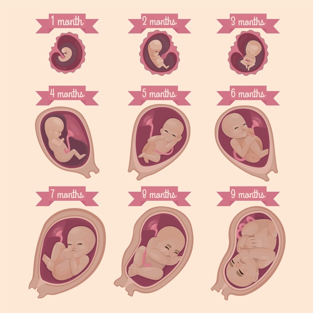 Collection of fetal development moments