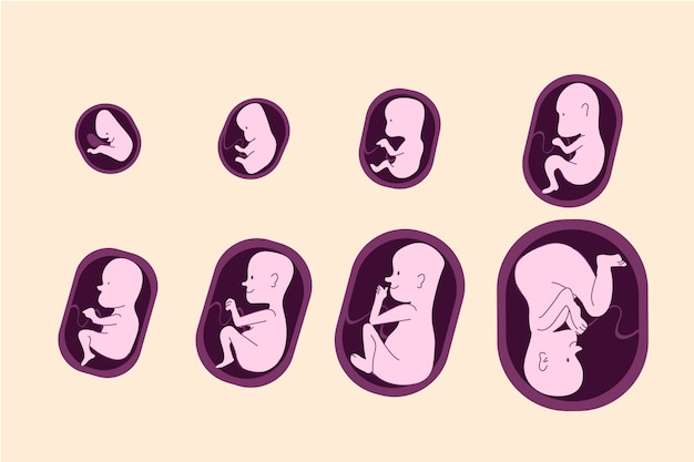 Vector collection of fetal development moments