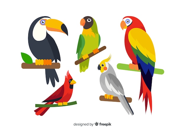 Vector collection of flat exotic bird